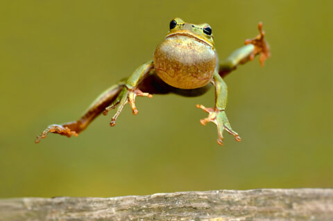 Celebrate National Frog Jumping Day Mathematically! - Amazing Minds